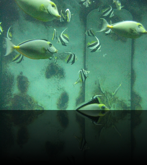 Manila-Oceanarium-09