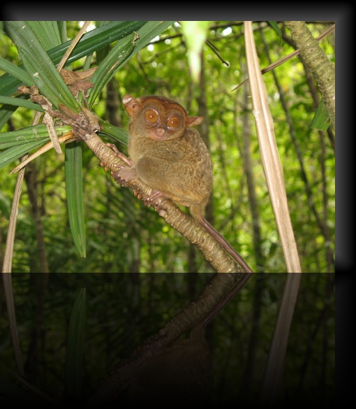 Bohol-Tarsier-12